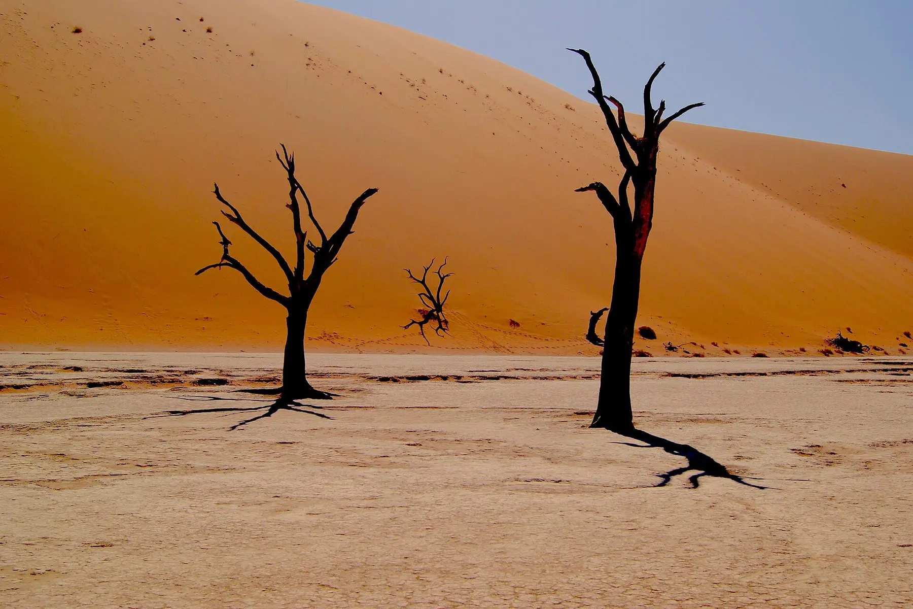 Dead camelthorn trees against the red dunes of Deadvlei, Namibia