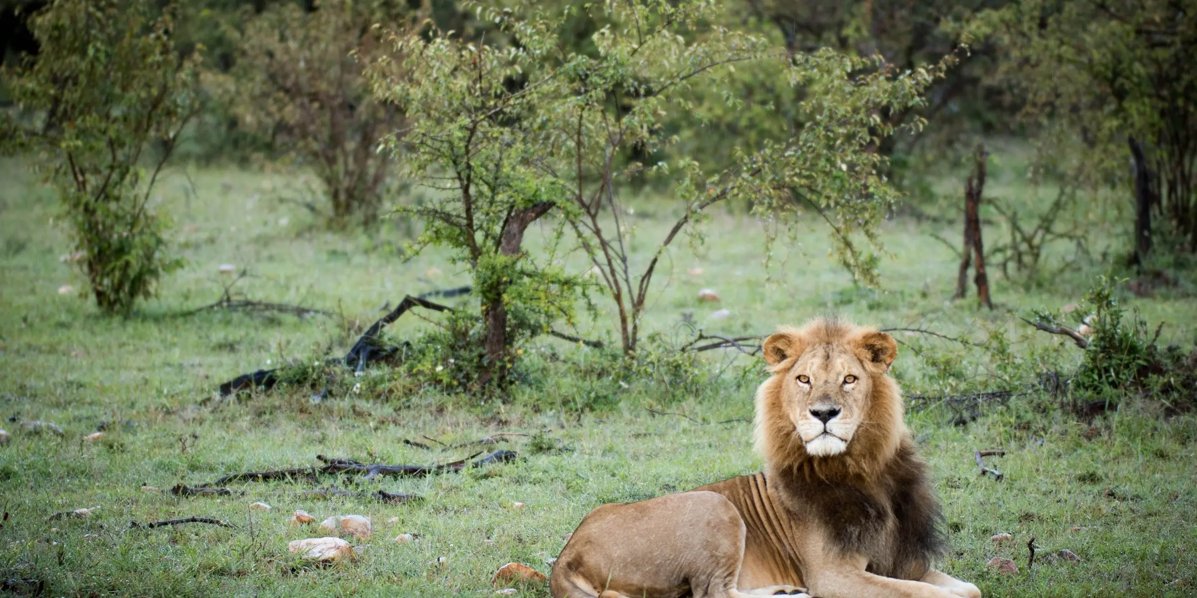 A male lion resting in the grass in the Ol Kinyei Conservancy, Masai Mara