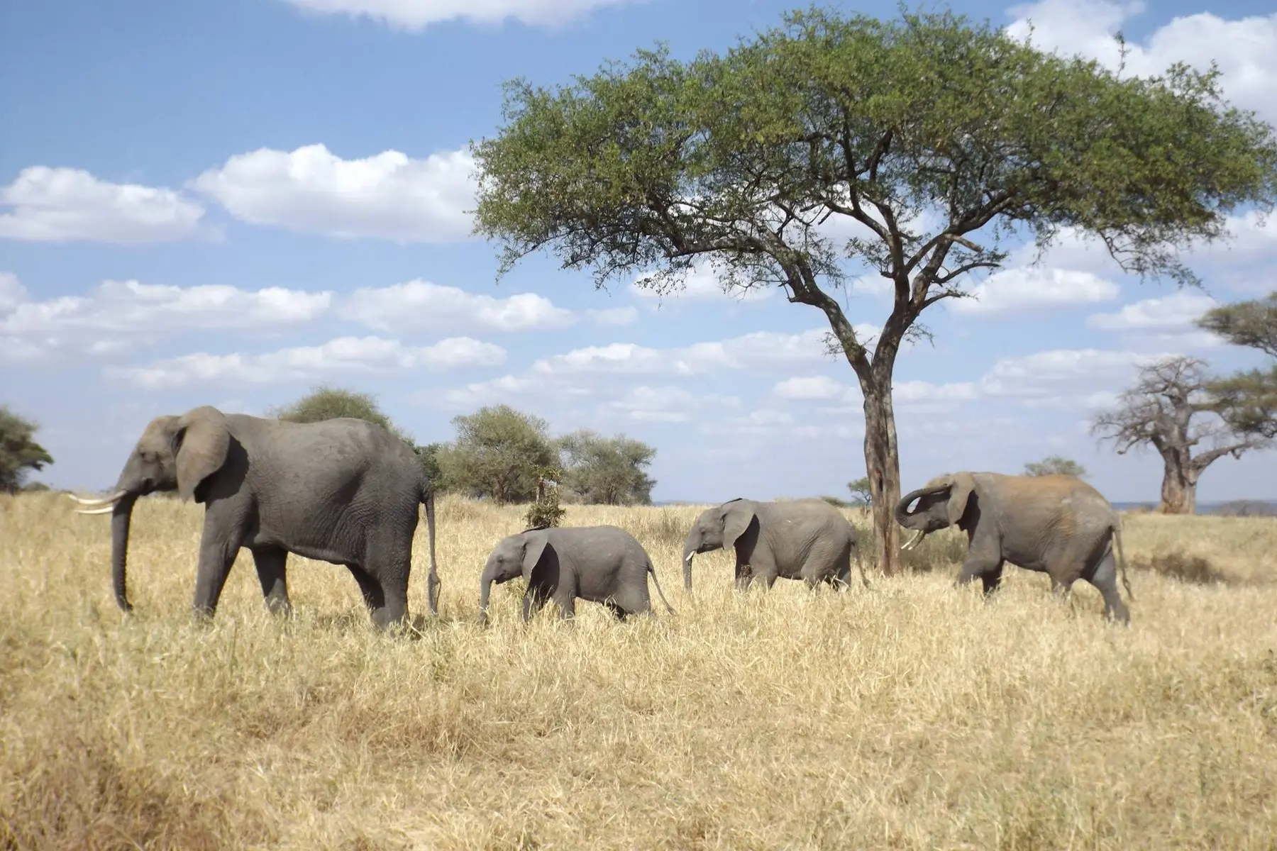 An elephant family walking beneath an acacia tree in Tanzania